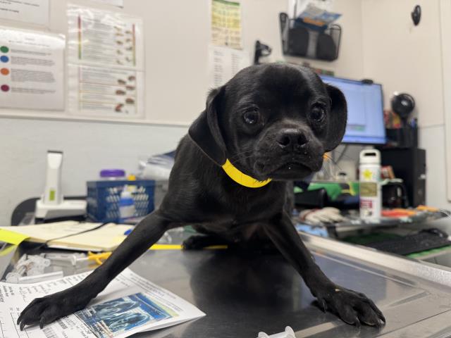 Shelter Stray Male Dog last seen , 1850 W 60th St, Los Angeles, CA 90047, USA