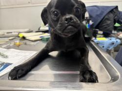 Shelter Stray Female Dog last seen , 1850 W 60th St, Los Angeles, CA 90047, USA