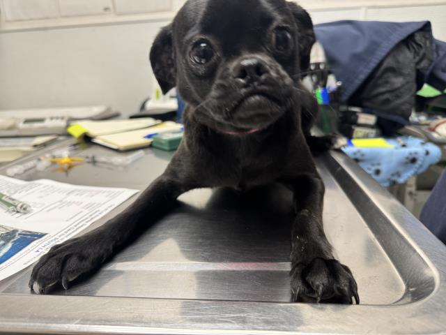 Shelter Stray Female Dog last seen , 1850 W 60th St, Los Angeles, CA 90047, USA