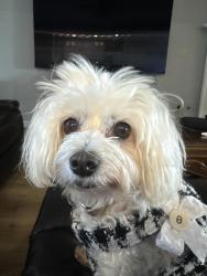 Lost Female Dog last seen Near Crescent Drive in Belle Chase Neighborhood, Fort Smith, AR 72916