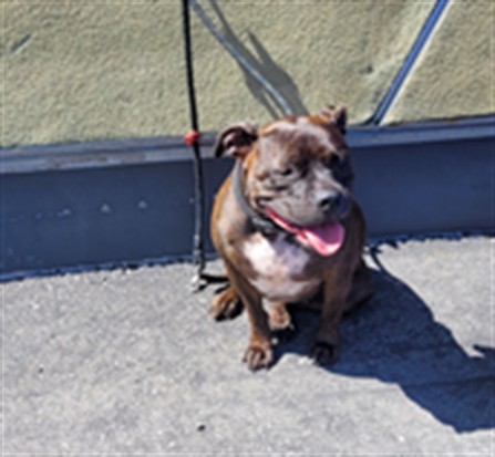 Shelter Stray Female Dog last seen , 1850 W 60th St, Los Angeles, CA 90047, USA