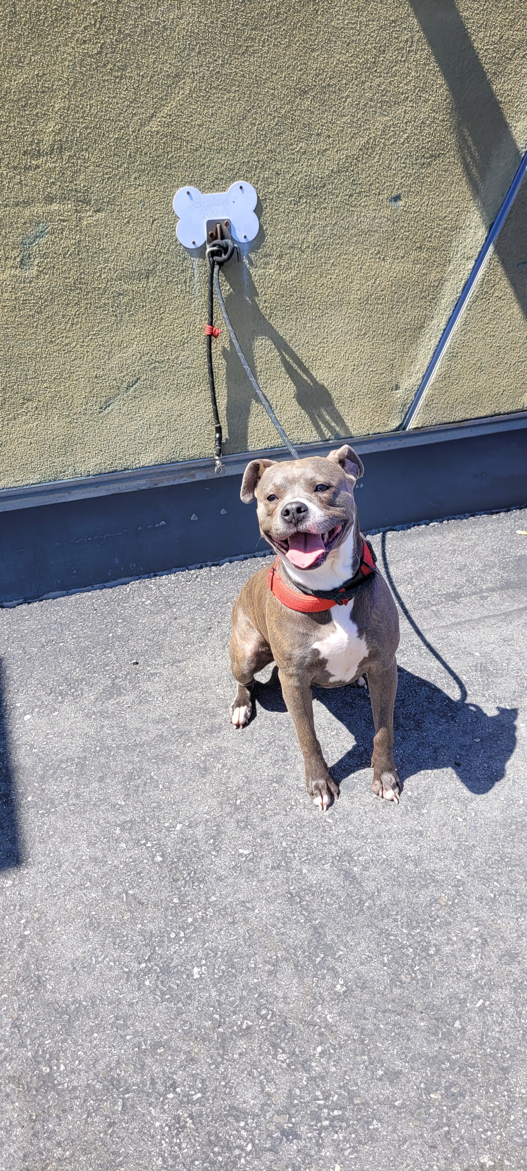 Shelter Stray Female Dog last seen , 1850 W 60th St, Los Angeles, CA 90047, USA