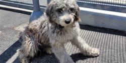 Shelter Stray Female Dog last seen , 1850 W 60th St, Los Angeles, CA 90047, USA
