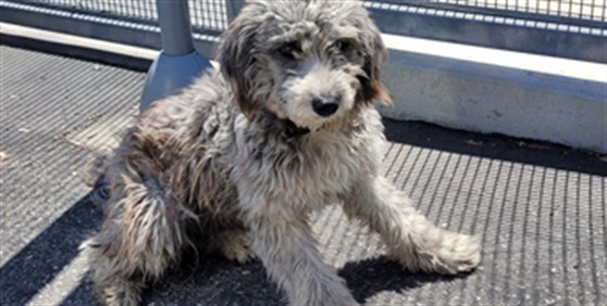Shelter Stray Female Dog last seen , 1850 W 60th St, Los Angeles, CA 90047, USA