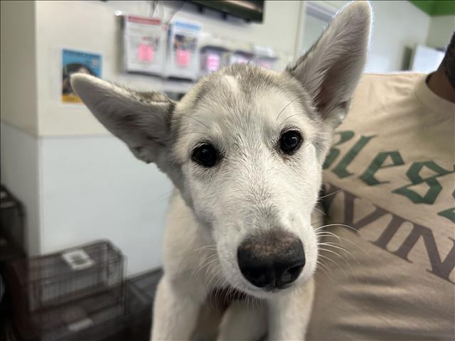 Shelter Stray Female Dog last seen , 1850 W 60th St, Los Angeles, CA 90047, USA