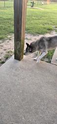 Found/Stray Female Dog last seen Taco El Pasis, Columbus, GA 31903
