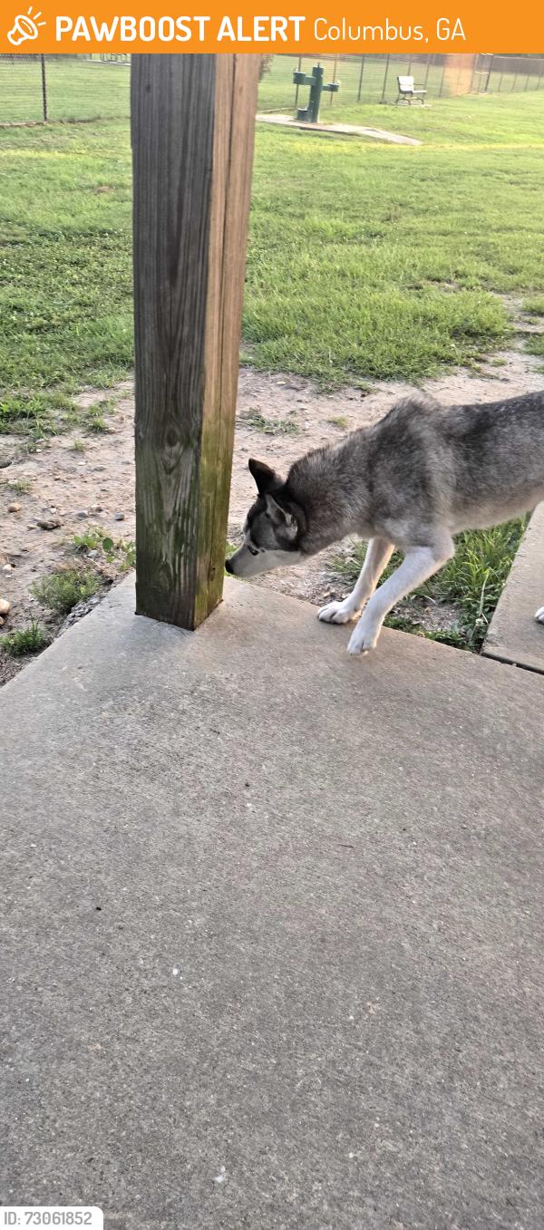 Found/Stray Female Dog last seen Taco El Pasis, Columbus, GA 31903