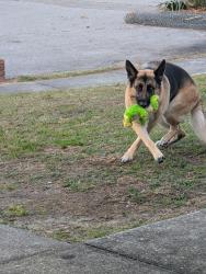 Reunited Female Dog last seen Hwy 22 and Shirley street , Panama City, FL 32404