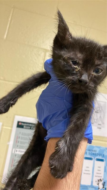 Shelter Stray Male Cat last seen FREEPORT BLVD & MEADOWVIEW RD, 2127 Front St, Sacramento, CA 95818, USA