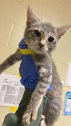 Shelter Stray Female Cat last seen FREEPORT BLVD & MEADOWVIEW RD, 2127 Front St, Sacramento, CA 95818, USA