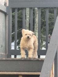 Found/Stray Unknown Dog last seen Learning First Charter Public School, Worcester, MA 01610