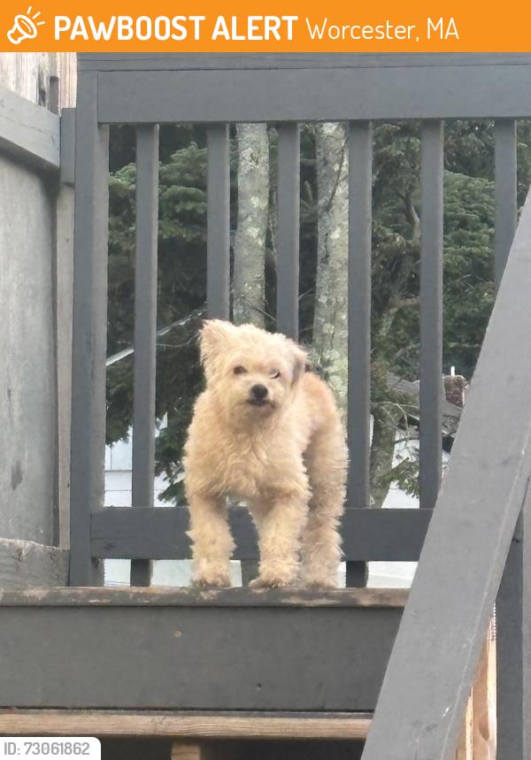 Found/Stray Unknown Dog last seen Learning First Charter Public School, Worcester, MA 01610