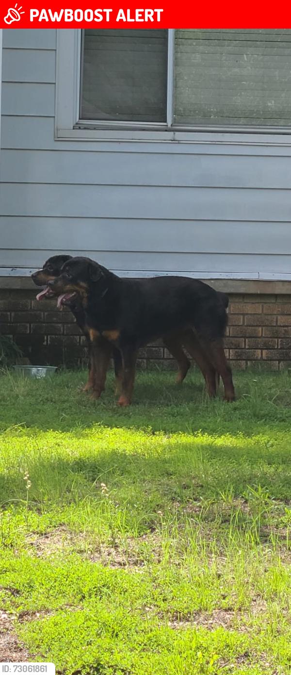 Lost Female Dog last seen W scenic, North Little Rock, AR 72118