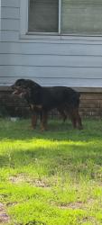 Lost Female Dog last seen W scenic, North Little Rock, AR 72118