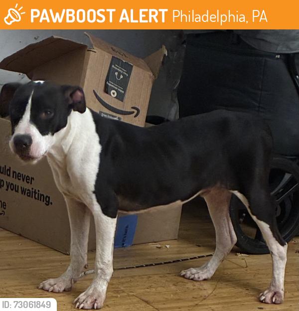 Found/Stray Male Dog last seen 18th st, Philadelphia, PA 19132