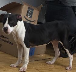 Found/Stray Male Dog last seen 18th st, Philadelphia, PA 19132