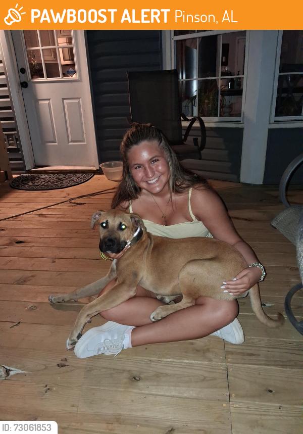 Found/Stray Male Dog last seen Roger's gas station, Pinson, AL 35126