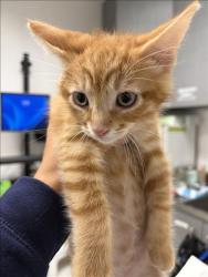 Shelter Stray Male Cat last seen , 11361 W Pico Blvd, Los Angeles, CA 90064, USA