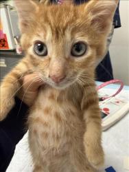 Shelter Stray Male Cat last seen , 11361 W Pico Blvd, Los Angeles, CA 90064, USA