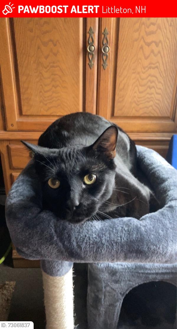 Lost Male Cat last seen Cottage street, Littleton, NH 03561