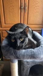 Lost Male Cat last seen Cottage street, Littleton, NH 03561