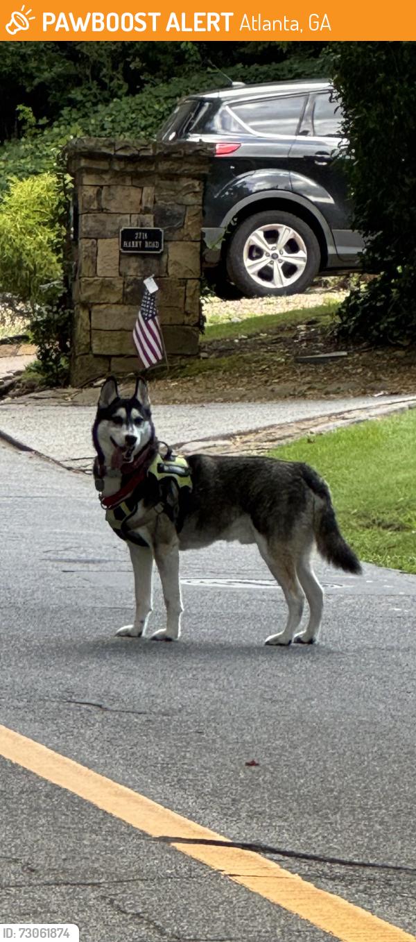 Found/Stray Unknown Dog last seen Mabry RD NE and E Brookhaven DR NE, Atlanta, GA 30319