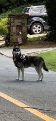 Found/Stray Unknown Dog last seen Mabry RD NE and E Brookhaven DR NE, Atlanta, GA 30319