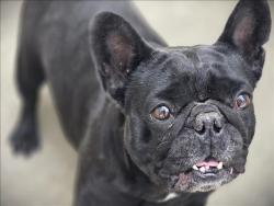 Shelter Stray Female Dog last seen , 3201 Lacy St, Los Angeles, CA 90031, USA