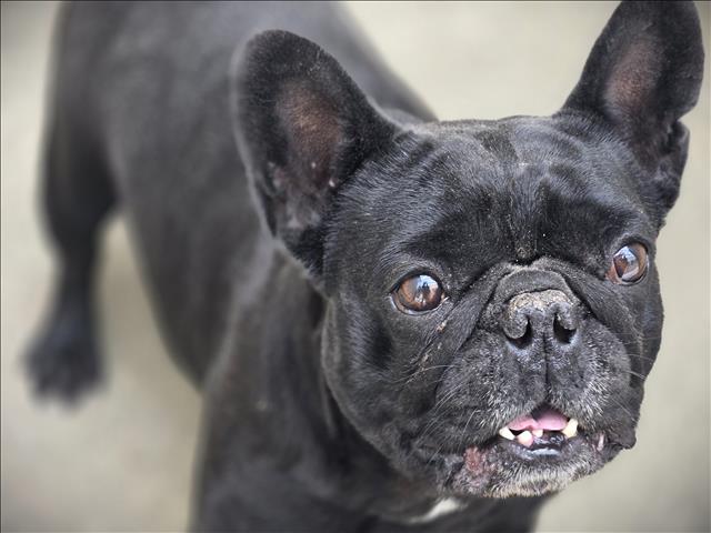Shelter Stray Female Dog last seen , 3201 Lacy St, Los Angeles, CA 90031, USA