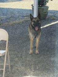Found/Stray Unknown Dog last seen Old castle and Castlecrest near Lilac, San Diego County, CA 92082