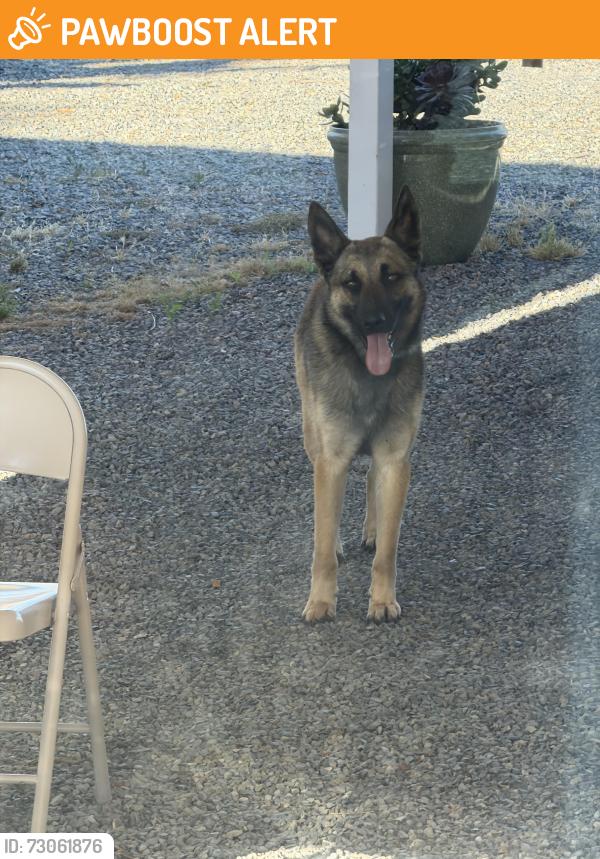 Found/Stray Unknown Dog last seen Old castle and Castlecrest near Lilac, San Diego County, CA 92082