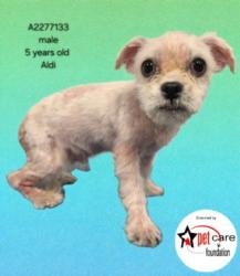 Shelter Stray Male Dog last seen , 3201 Lacy St, Los Angeles, CA 90031, USA