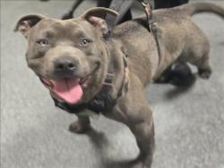 Shelter Stray Male Dog last seen , 3201 Lacy St, Los Angeles, CA 90031, USA