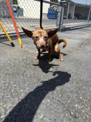 Shelter Stray Female Dog last seen , 3201 Lacy St, Los Angeles, CA 90031, USA