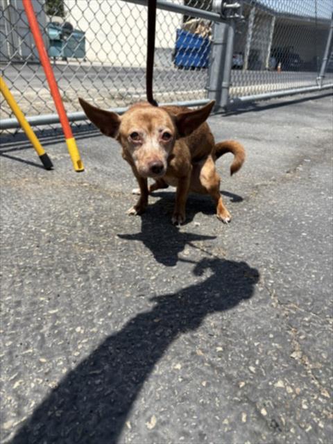 Shelter Stray Female Dog last seen , 3201 Lacy St, Los Angeles, CA 90031, USA
