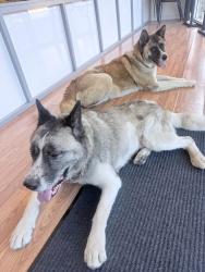 Found/Stray Male Dog last seen Beverly Blvd , Whittier, CA 90606