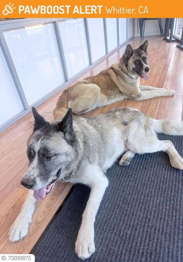 Found/Stray Male Dog last seen Beverly Blvd , Whittier, CA 90606