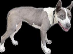 Shelter Stray Female Dog last seen , 3201 Lacy St, Los Angeles, CA 90031, USA