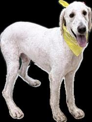 Shelter Stray Male Dog last seen , 3201 Lacy St, Los Angeles, CA 90031, USA