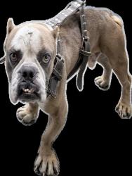 Shelter Stray Male Dog last seen , 3201 Lacy St, Los Angeles, CA 90031, USA