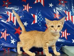Shelter Stray Male Cat last seen , 957 N Gaffey St, San Pedro, CA 90731, USA
