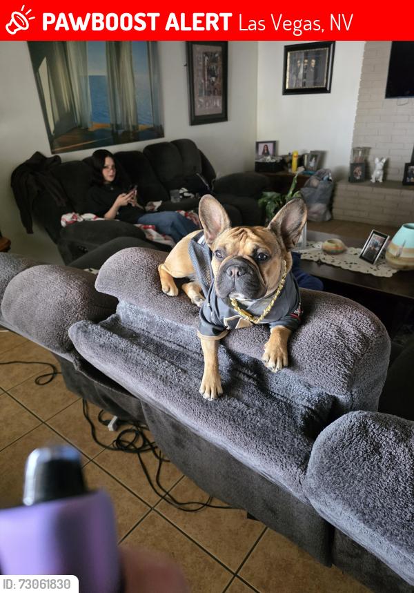 Lost Female Dog last seen Jones and Upland, near Red Rock Elementary, Las Vegas, NV 89107