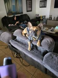 Lost Female Dog last seen Jones and Upland, near Red Rock Elementary, Las Vegas, NV 89107