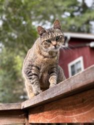 Found/Stray Female Cat last seen 6th and Mound (by Acorn Cabin), Felton, CA 95018