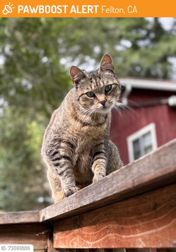 Found/Stray Female Cat last seen 6th and Mound (by Acorn Cabin), Felton, CA 95018