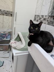 Reunited Female Cat last seen Pearson Way, Players Green, South Lake Crescent, South Lake , Woodley, England RG5 3PP