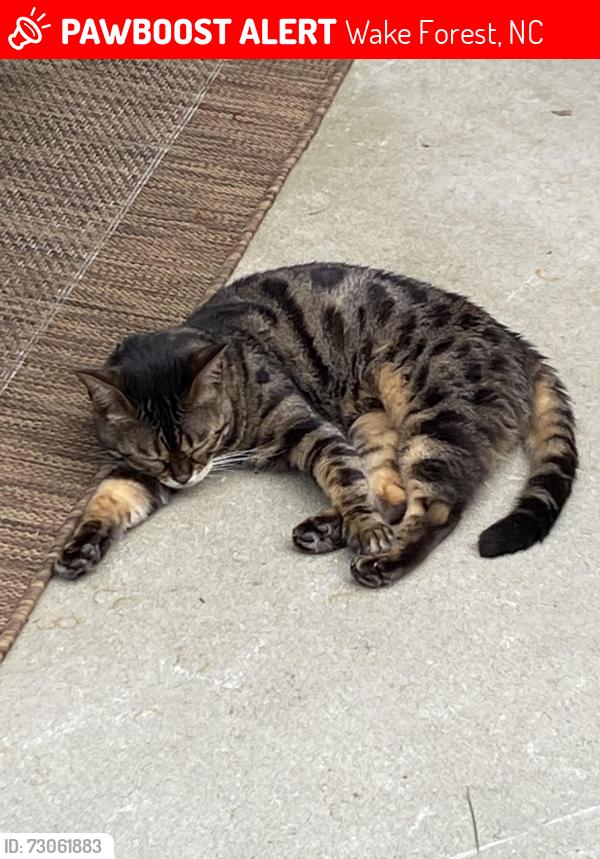 Lost Female Cat last seen Capital blvd, Wake Forest, NC 27587