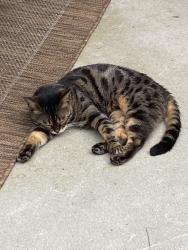 Lost Female Cat last seen Capital blvd, Wake Forest, NC 27587