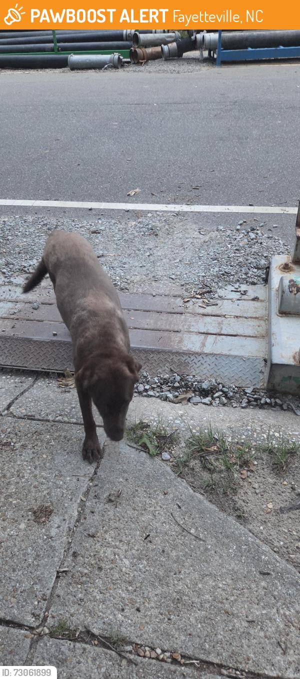 Found/Stray Female Dog last seen Lyon rd and Ivy st, Fayetteville, NC 28303
