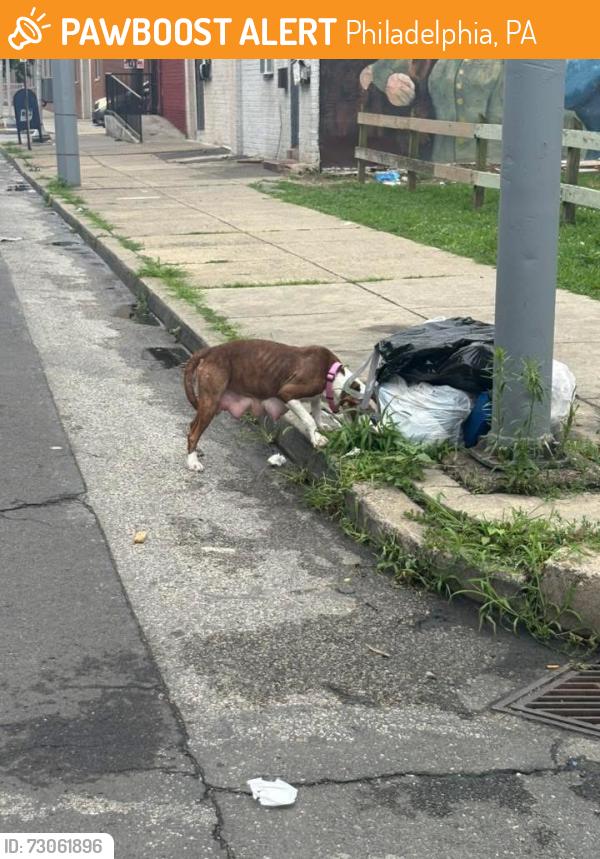 Found/Stray Female Dog last seen W Monmouth and Germantown Ave., Philadelphia, PA 19133